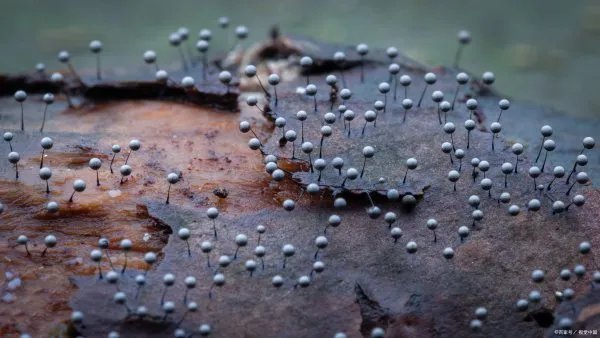 云南人割舍不下的见手青，吃菌中毒后看到的“小人”长什么样呢？