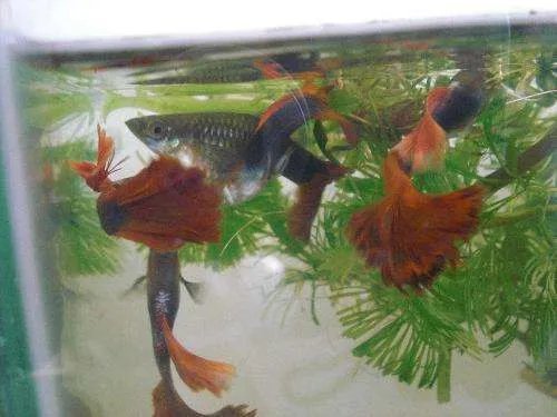 凤尾鱼怎么养 养凤尾鱼的三大要求介绍