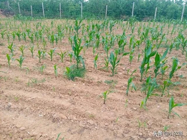 今天全国项城天气查询