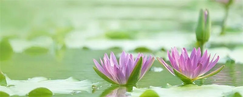 早有蜻蜓立上头的头是什么意思  早有蜻蜓立上头的头的意思是什么