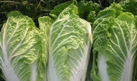 春分适合吃什么食物？