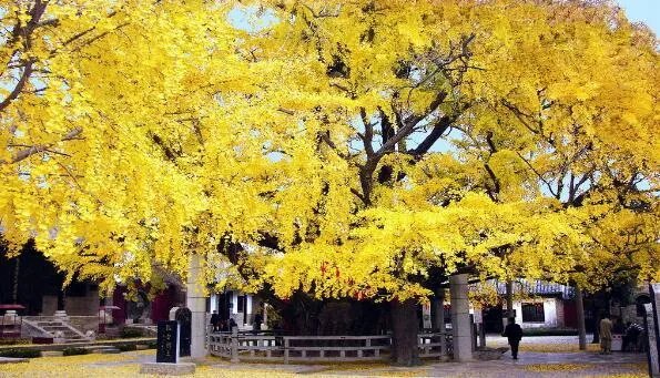 泰州有哪些特产呢?