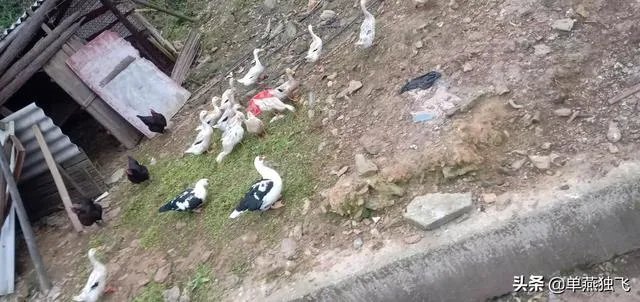 新冠疫情结束后，你最想做的事情是什么？