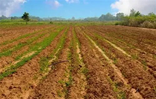 不动产包括哪些