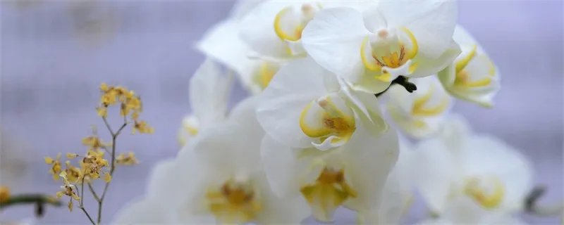 蝴蝶兰花语 蝴蝶兰花语是什么