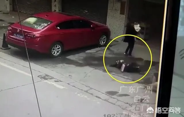 广州一女子被高空掉落的狗砸成重伤你怎么看?