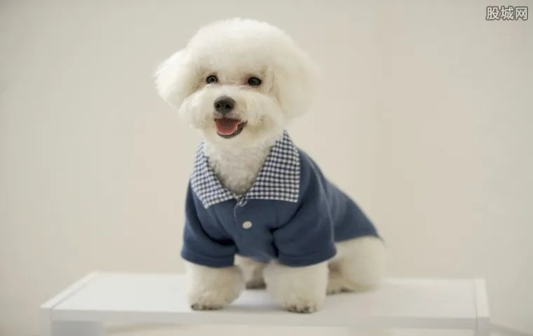 俊介多少钱一只 这种网红狗狗真的是要翻天了！