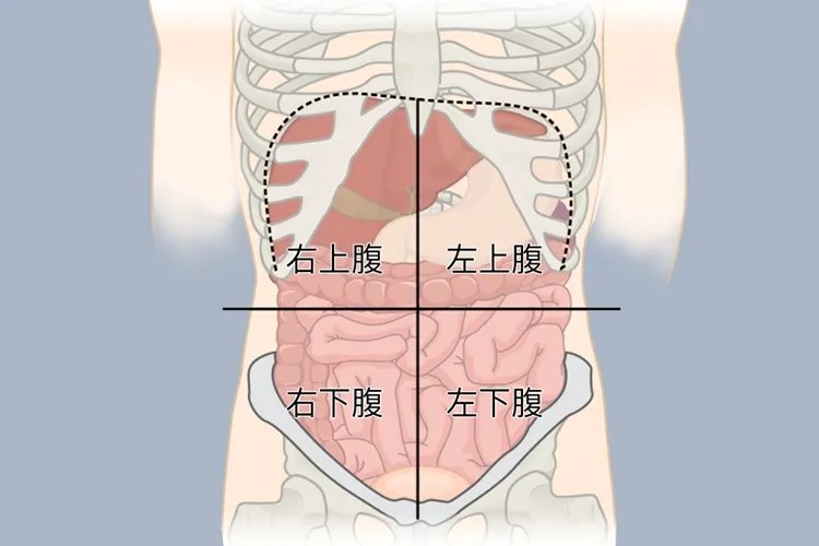 肚子与胃的位置图