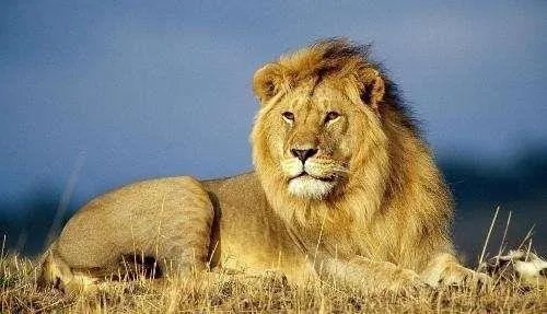 狮子的拼音怎么读