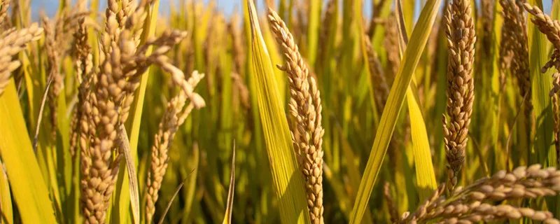 处暑代表什么意思 处暑的含义是什么