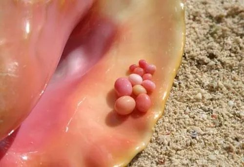 海螺珠是什么？和珍珠有什么区别？