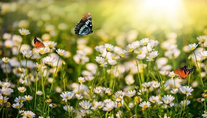 蝴蝶属于益虫还是害虫 蝴蝶到底是益虫还是害虫