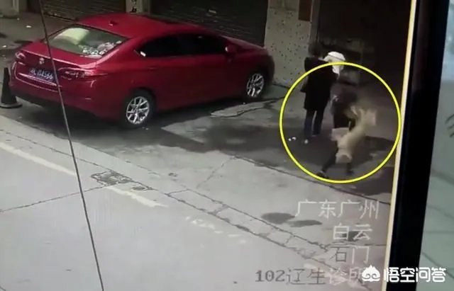 广州一女子被高空掉落的狗砸成重伤你怎么看?