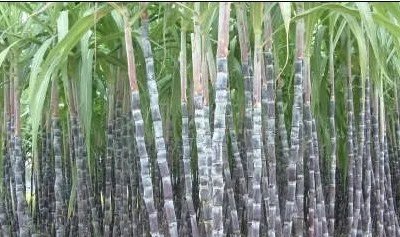 春分适合吃什么食物？