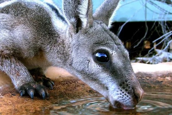 尖尾兔袋鼠:一种尾巴长尖刺的袋鼠(全球不足五百只)