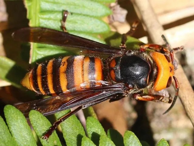 马蜂和虎头蜂的区别图片？