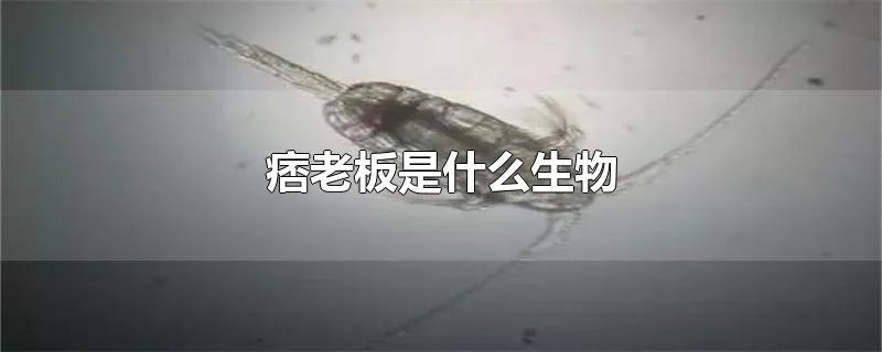痞老板是什么生物