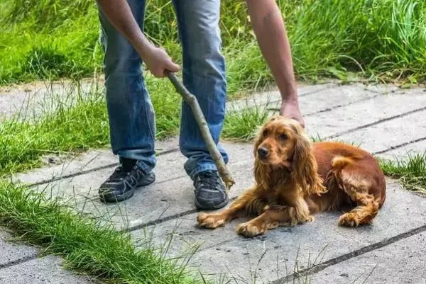 两男子持棍打狗，女子哭泣阻拦，男子为何这么做？他们的行为有多恶劣？