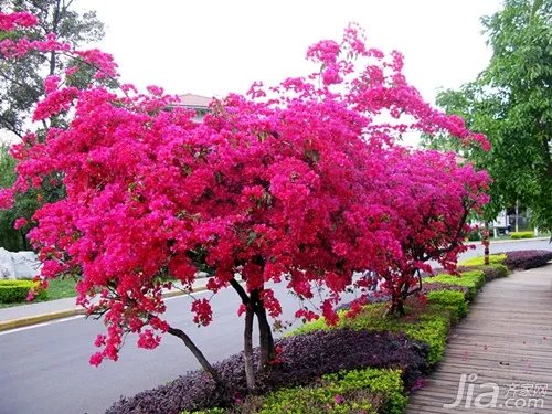 三角梅图片欣赏