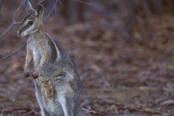 尖尾兔袋鼠:一种尾巴长尖刺的袋鼠(全球不足五百只)