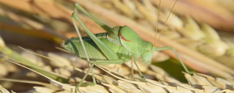 纺织娘是什么昆虫 纺织娘的别名是什么