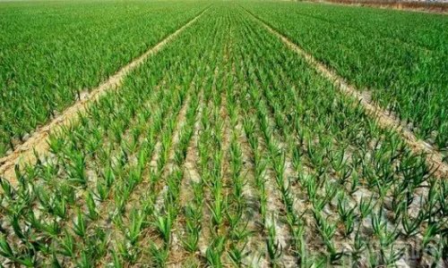 金乡大蒜最新价格是多少？