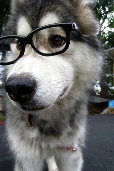 求推荐一些可爱的QQ头像？