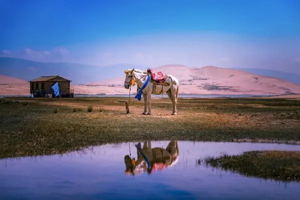 属马人的婚姻与命运 属马的人婚姻运势如何