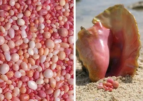 海螺珠是什么？和珍珠有什么区别？