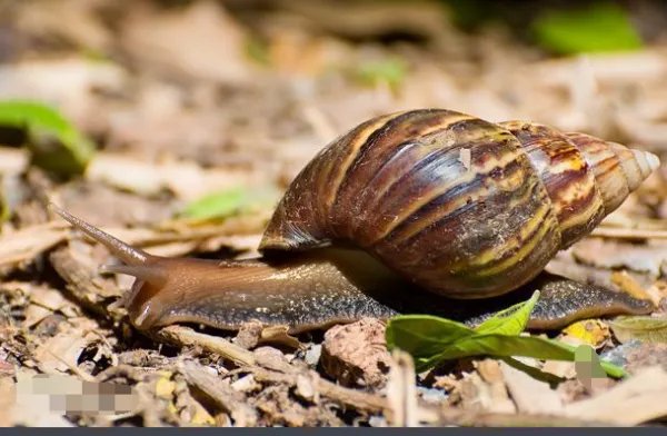 非洲大蜗牛可以吃吗