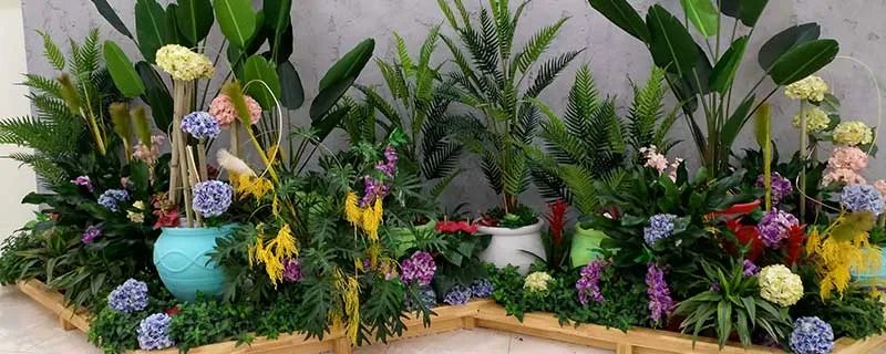 橡皮树的养殖方法和注意事项 橡皮树的养殖方法