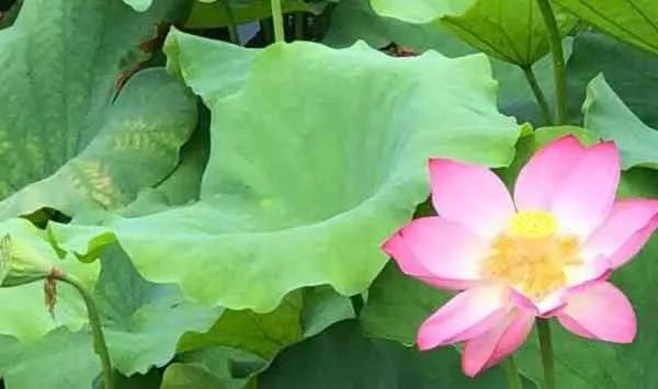 杭州西湖荷花什么时候开