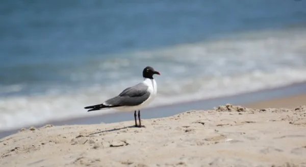 鸥组词有哪些词语有
