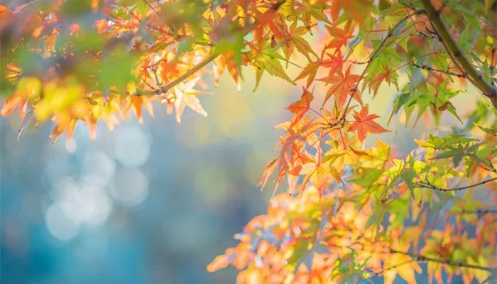 处暑代表什么意思 处暑的含义是什么