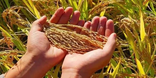 我国夏粮收购超3千万吨，我国作为第一农业大国，为何还要从国外进口粮食？