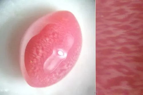 海螺珠是什么？和珍珠有什么区别？