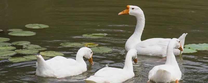 二月有多少天 二月一共几天