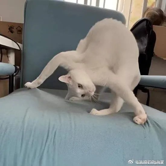 俄罗斯海岸惊现深海恐怖怪鱼 满嘴利牙像外星生物