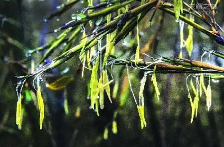 为何竹子开花成了不祥之兆？