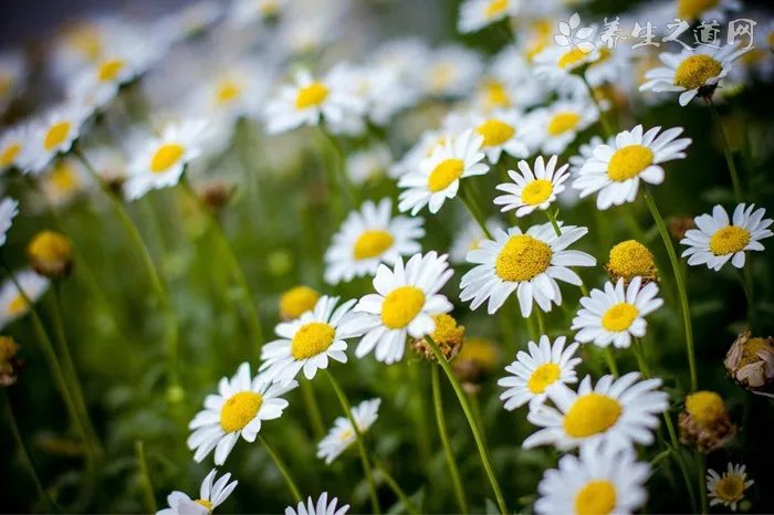 菊花茶的种类与功效