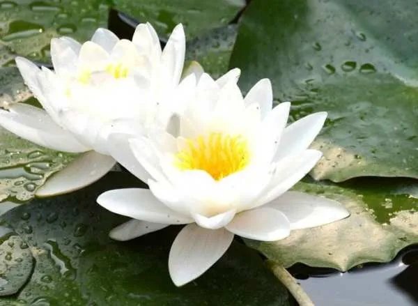 植物如何传播种子举例子