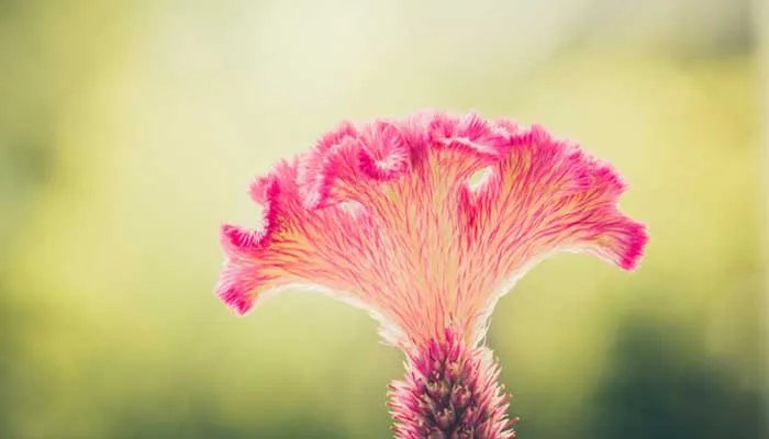 鸡冠花的功效与作用 鸡冠花图片