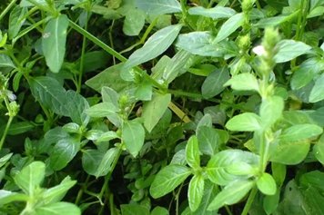 小青草的功效与作用