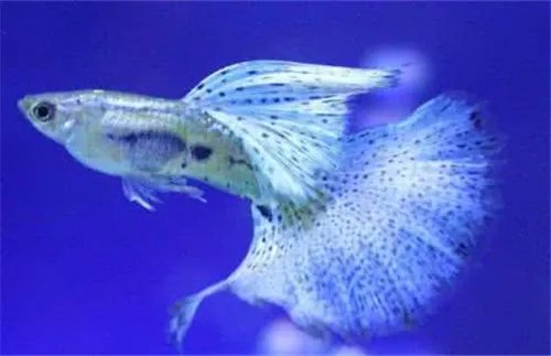 凤尾鱼怎么养 养凤尾鱼的三大要求介绍