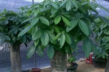 发财树的养殖方法和注意事项