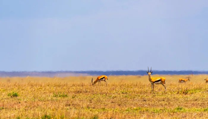 非洲有哪些国家