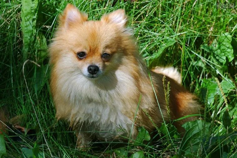 俊介多少钱一只 这种网红狗狗真的是要翻天了！