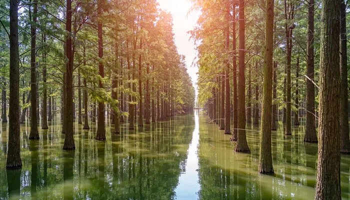 水杉是什么植物 水杉是什么植物生物