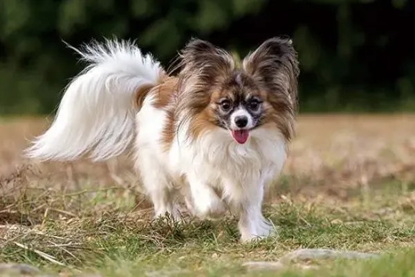 世界犬类智商排名