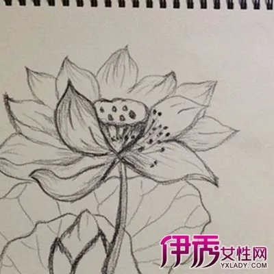 荷花素描图片大全
